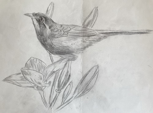 麻雀写生创意画