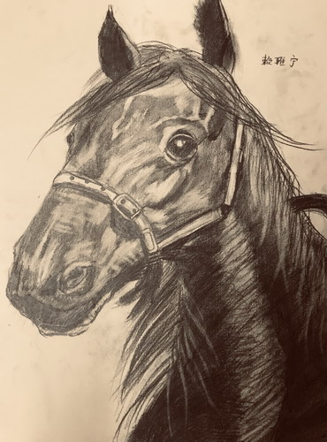 素描—马画画简单
