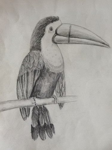 大嘴鸟画简单又漂亮