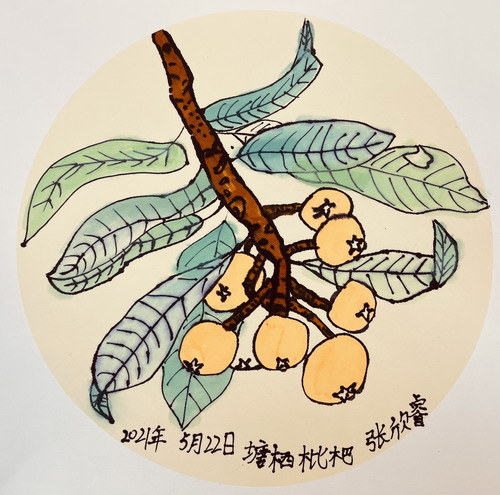 枇杷写生绘画漂亮