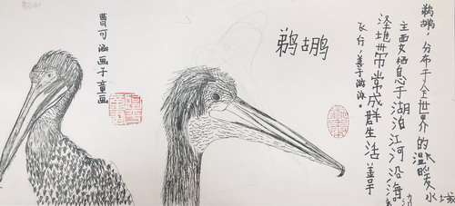 鹈鹕画画作品