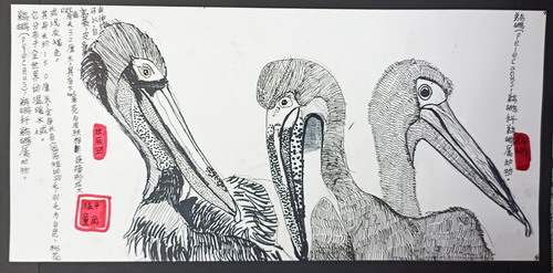 鹈鹕局部写生手绘画