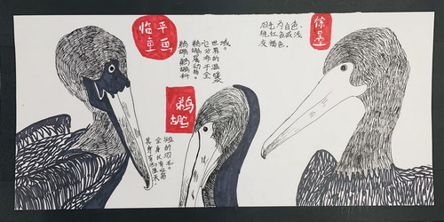 鹈鹕手绘图片
