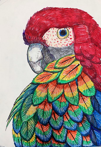 鹦鹉儿童画获奖