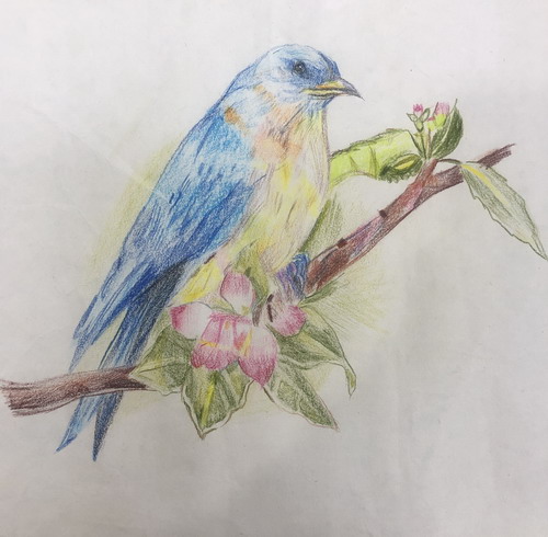 小鸟一年级绘画