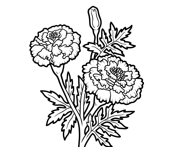 菊花简笔画图片