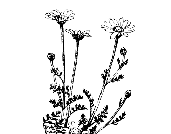 一些雏菊简笔画图片