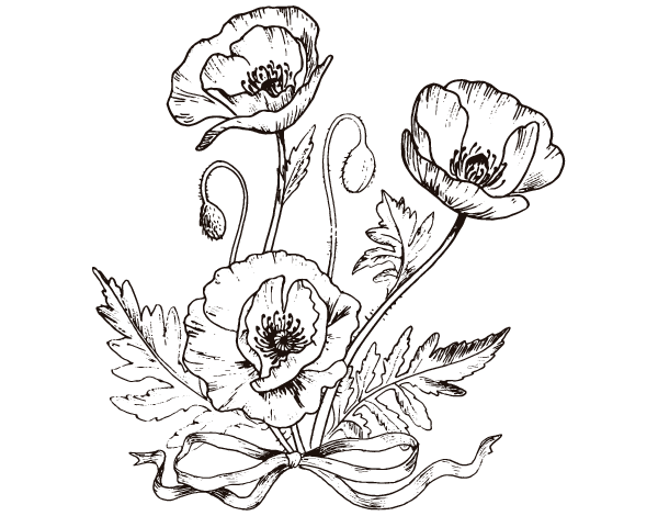 野罂粟简笔画图片