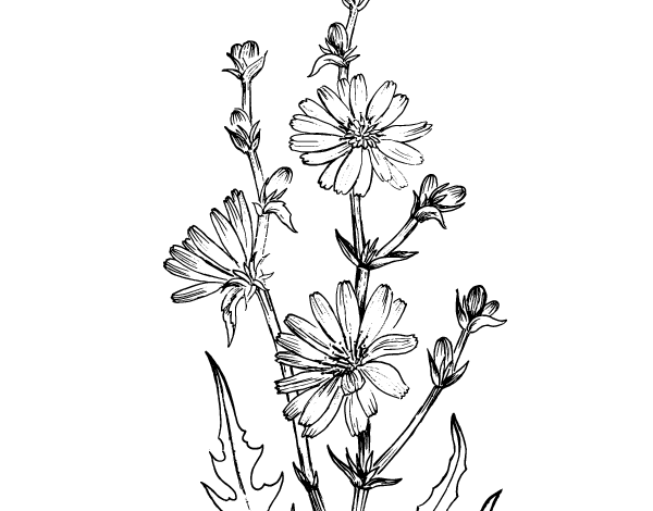 菊苣简笔画图片