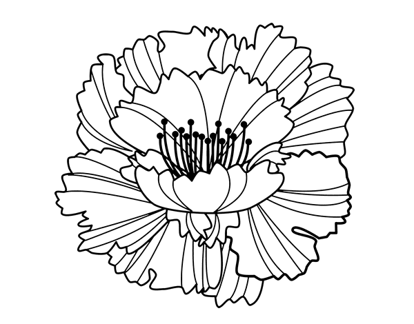 丁香花简笔画图片