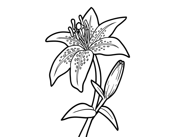 百合花简笔画图片