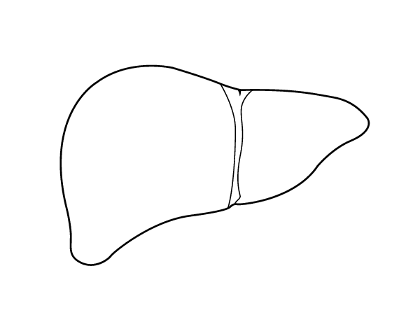 肝脏线稿图片