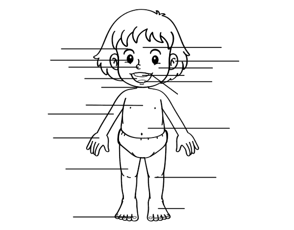 人体前面线稿图片