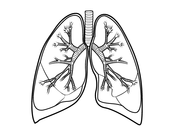 肺和支气管线稿图片