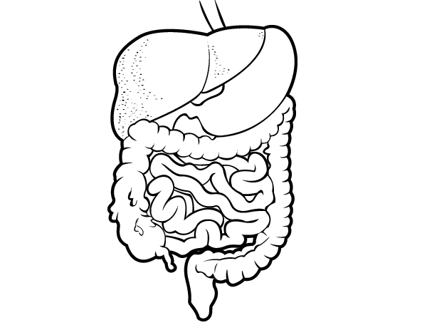 胃肠道线稿图片