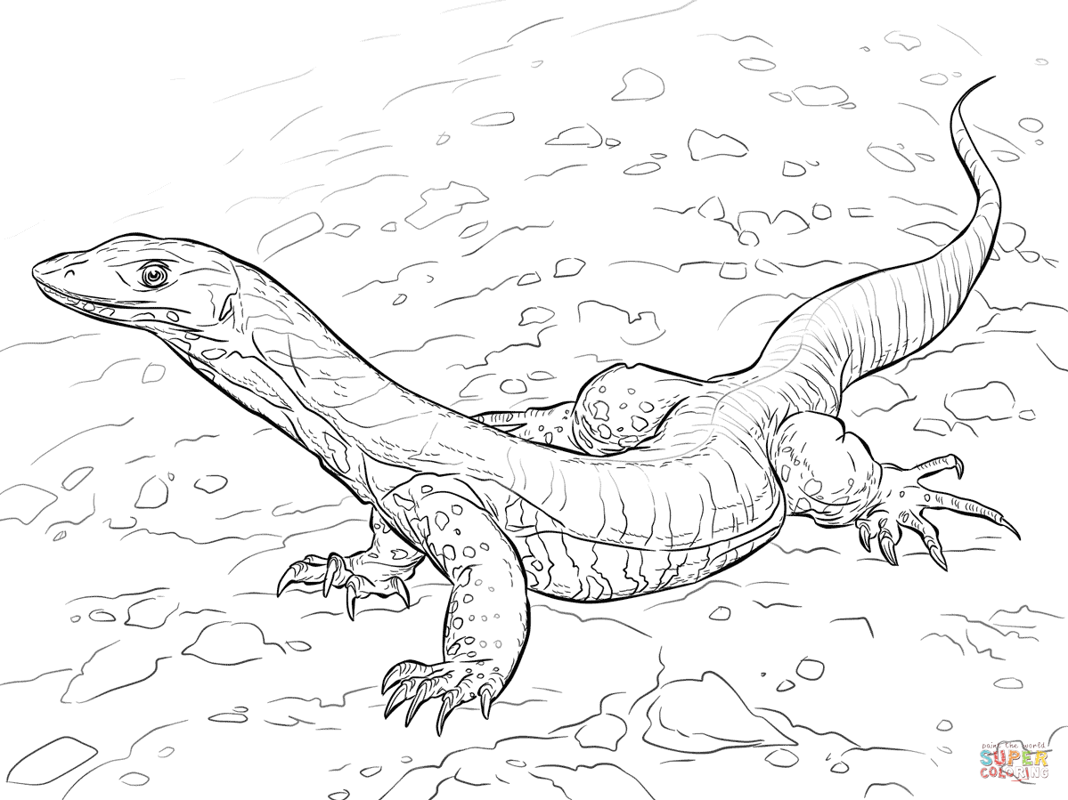 沙漠中的蜥蜴简笔画图片