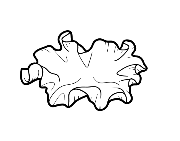 木耳蘑菇简笔画图片